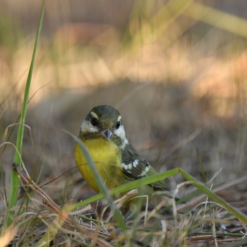 Yellow-bellied Tit Unknown Spots Wed, 1/13/2021