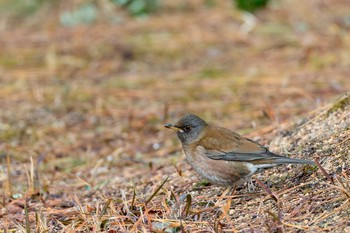 シロハラ 山口県 ときわ公園 2021年1月11日(月)