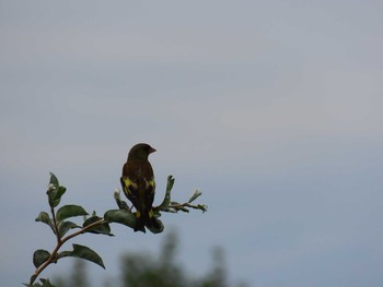 2020年8月21日(金) はまなすの丘公園(石狩市)の野鳥観察記録