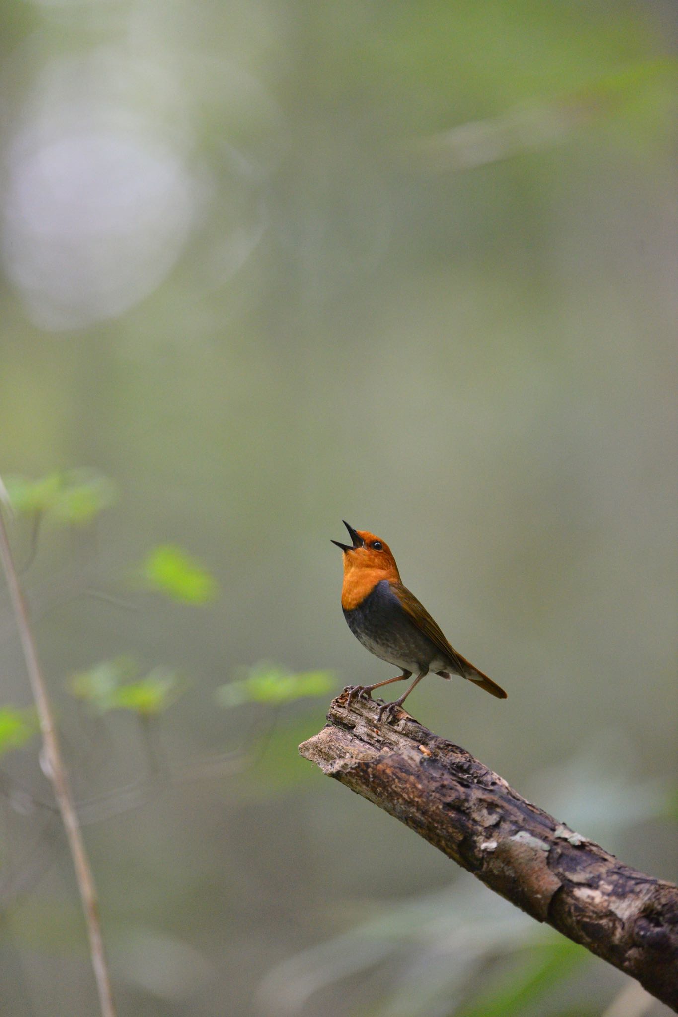 Photo of Japanese Robin at  by アカウント558