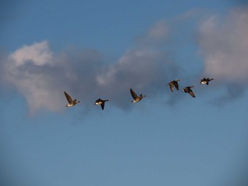 2020年10月9日(金) 宮島沼の野鳥観察記録