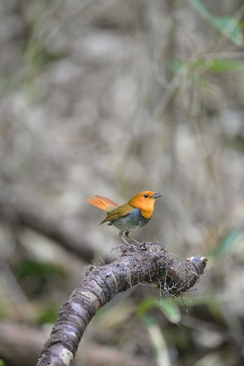 Japanese Robin Unknown Spots Mon, 5/9/2016