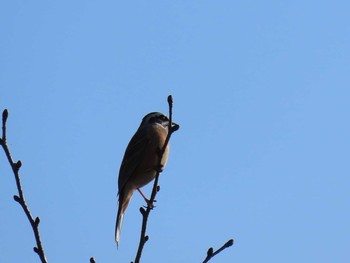 2020年12月27日(日) 見沼自然公園の野鳥観察記録