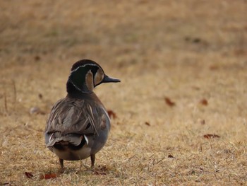 トモエガモ 見沼自然公園 2020年12月27日(日)