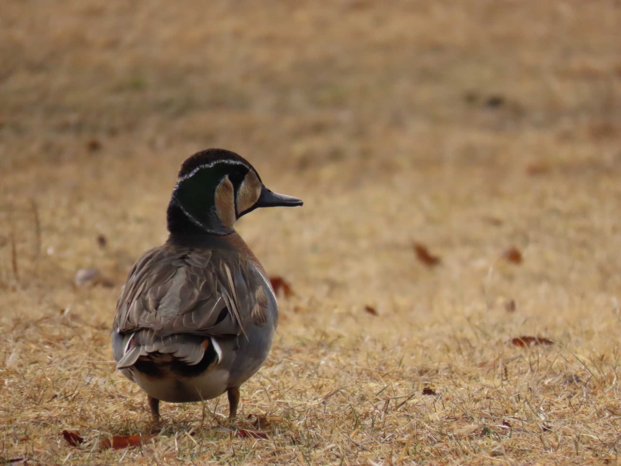 見沼自然公園 トモエガモの写真 by hiron