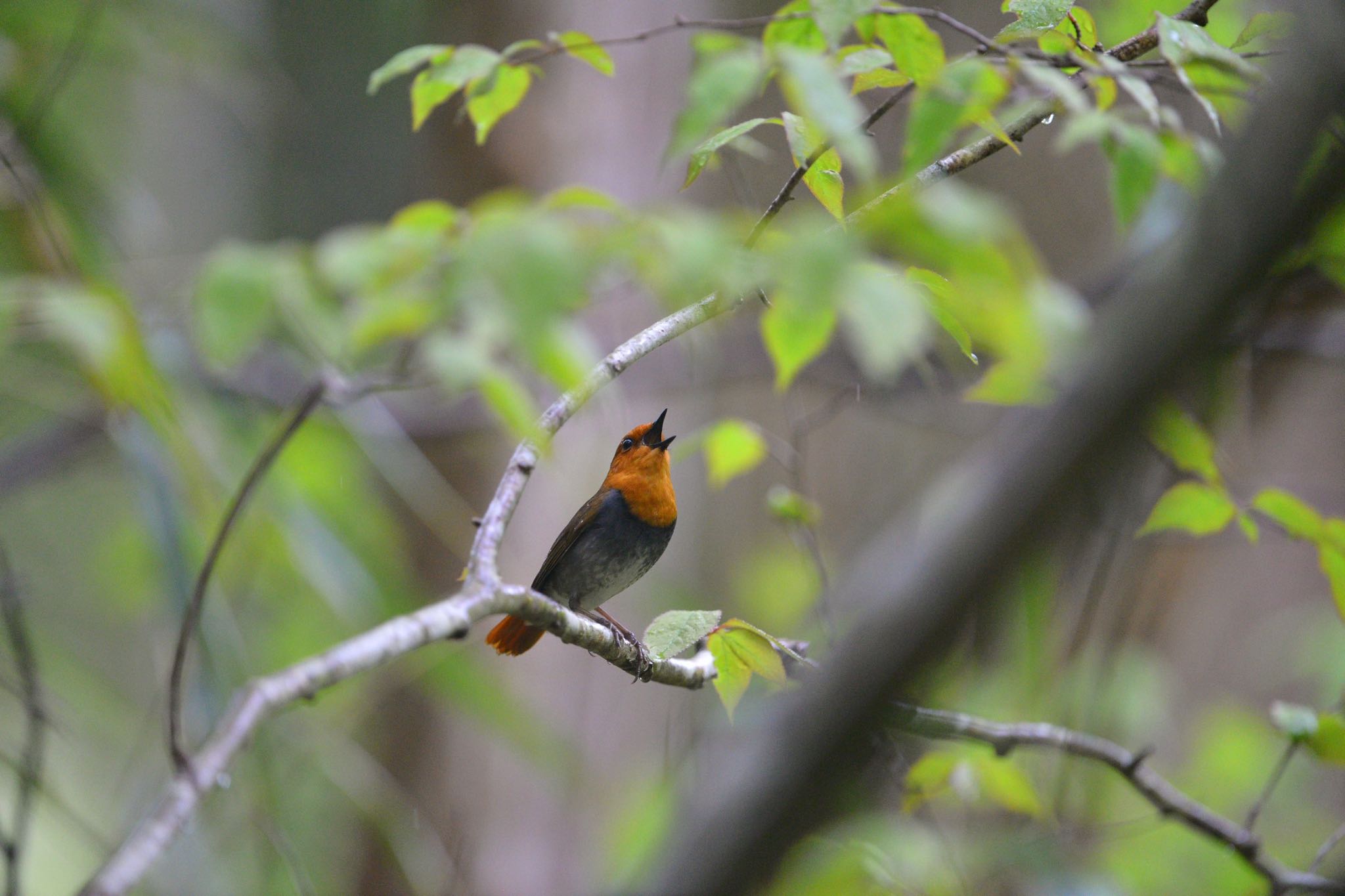 Photo of Japanese Robin at  by アカウント558