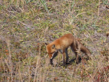 Sat, 10/17/2020 Birding report at はまなすの丘公園(石狩市)