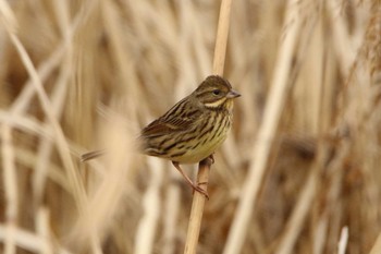 Masked Bunting 涸沼 Sun, 1/17/2021