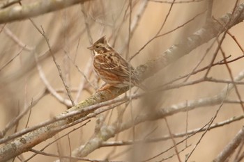 Rustic Bunting 涸沼 Sun, 1/17/2021