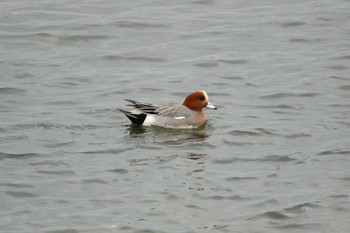 Eurasian Wigeon 日立市 Sun, 1/17/2021