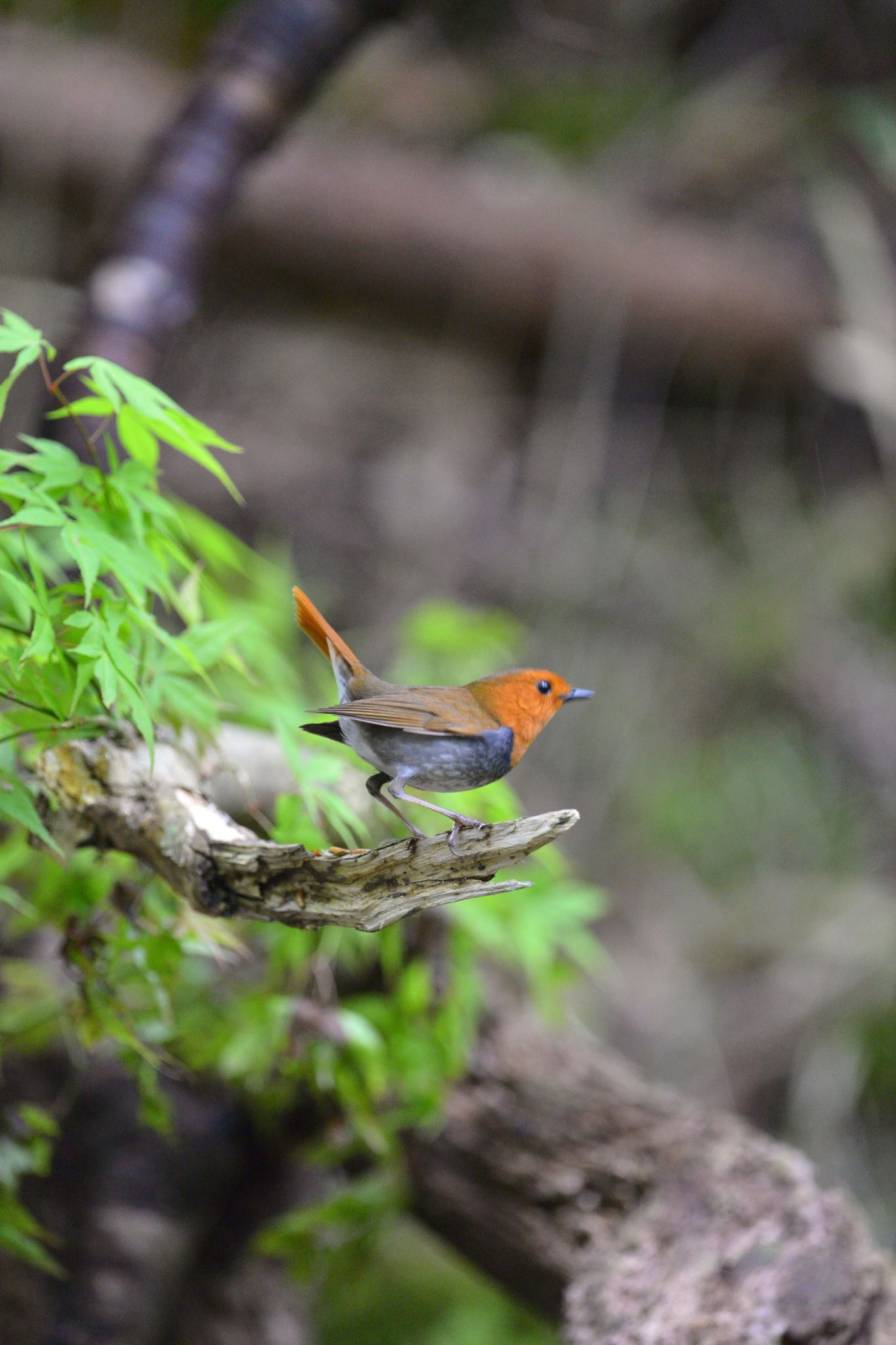 Photo of Japanese Robin at  by アカウント558