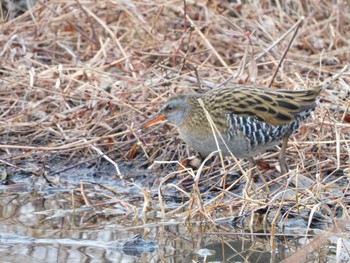 Sun, 1/17/2021 Birding report at 見沼自然公園