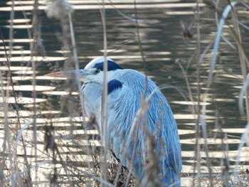 2021年1月18日(月) 見沼自然公園の野鳥観察記録