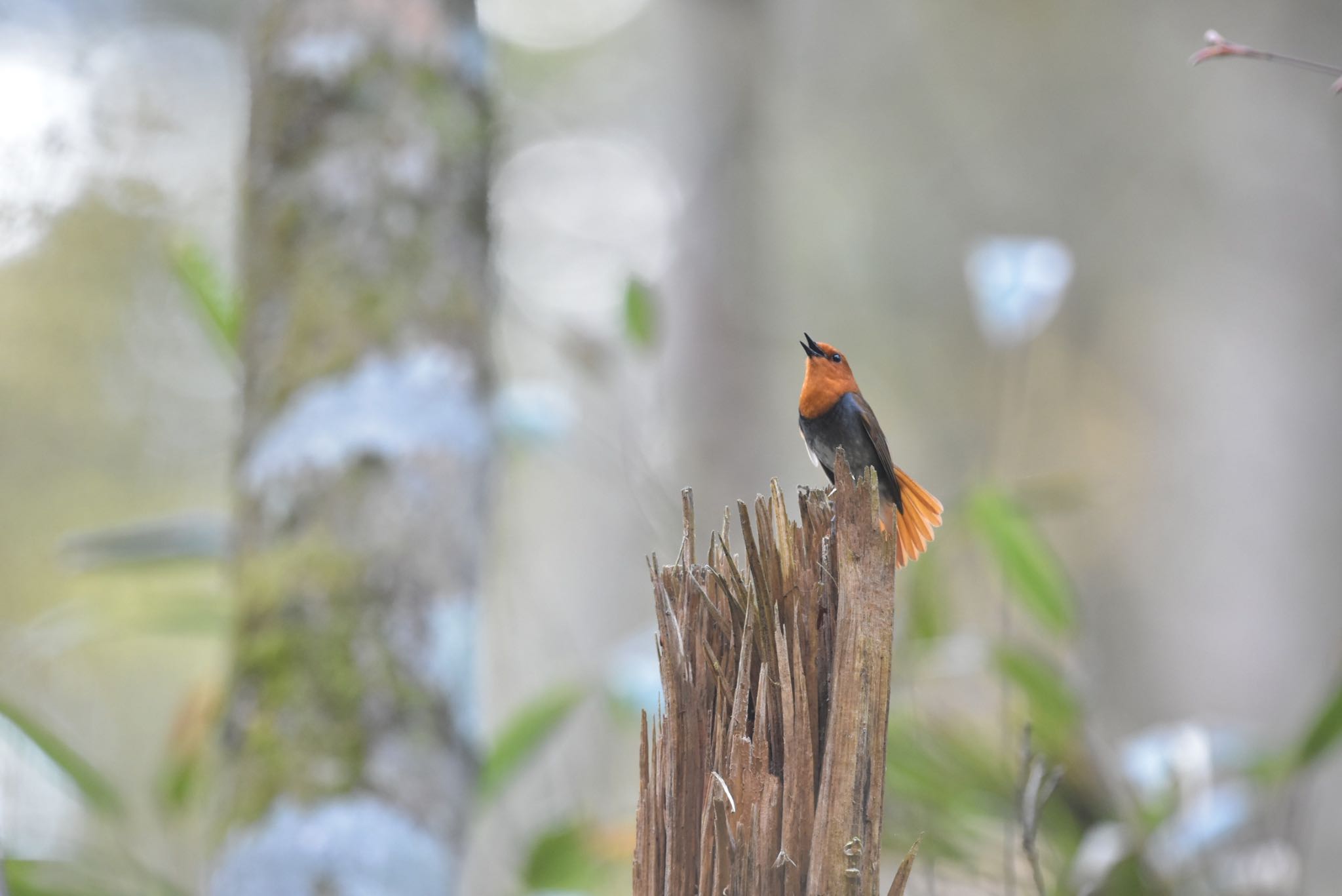 Photo of Japanese Robin at  by アカウント558