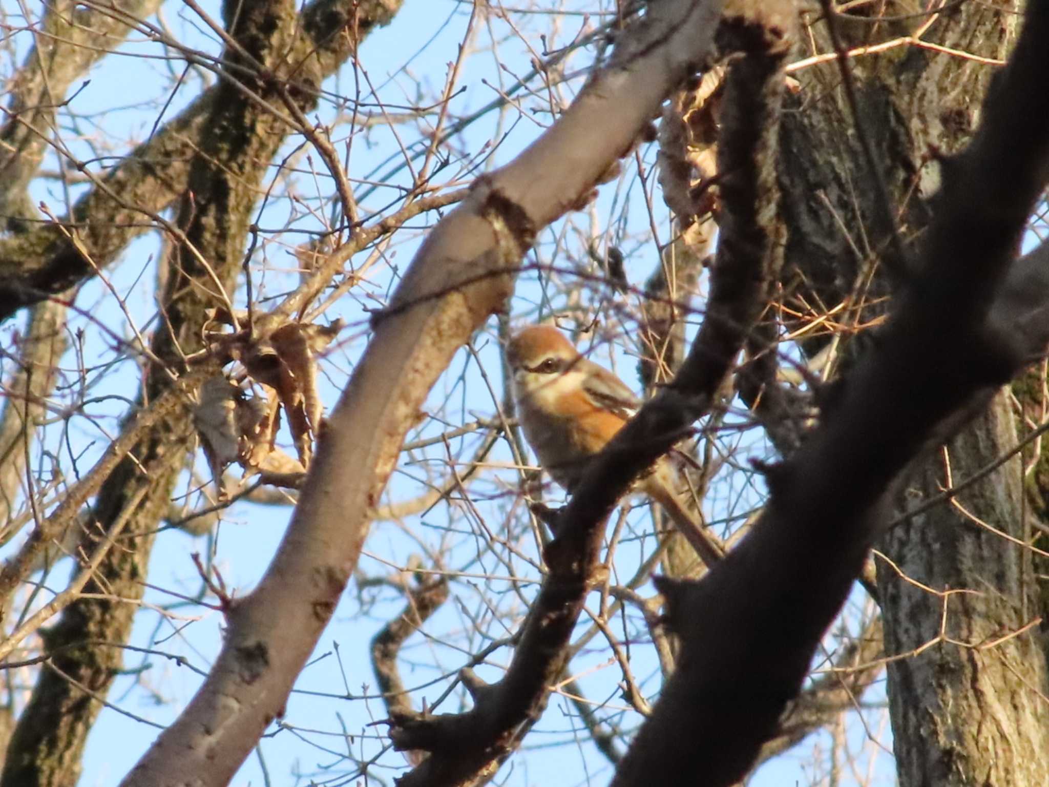 Photo of Bull-headed Shrike at 小金井公園 by ぴよろぴ