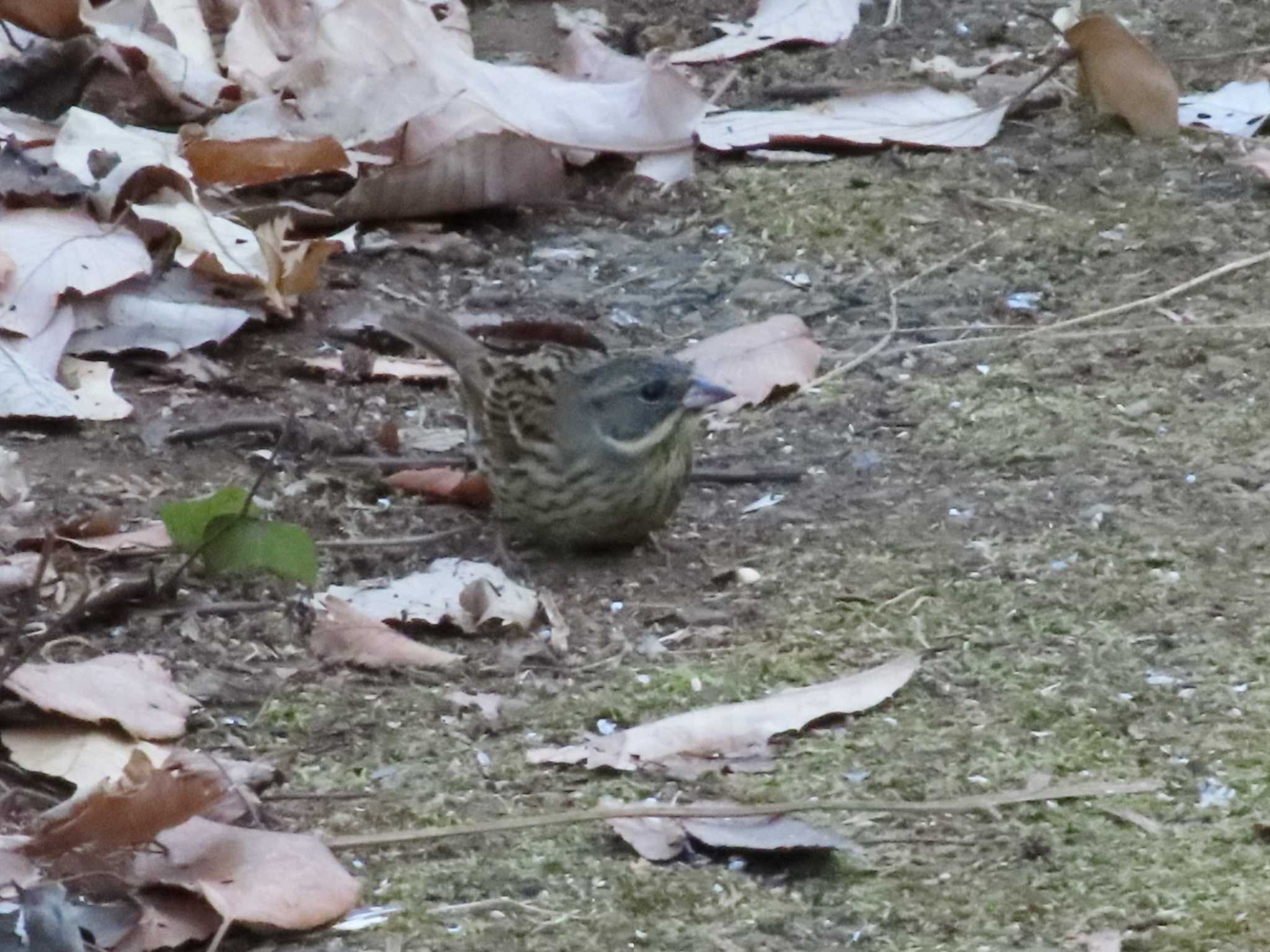 Photo of Masked Bunting at 小金井公園 by ぴよろぴ