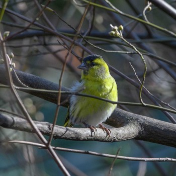 マヒワ こども自然公園 (大池公園/横浜市) 2021年1月16日(土)