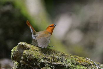 Japanese Robin Unknown Spots Sat, 4/23/2016