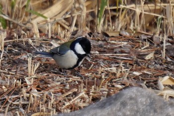 Japanese Tit Arima Fuji Park Sun, 1/17/2021