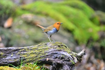 Japanese Robin Unknown Spots Sun, 4/24/2016