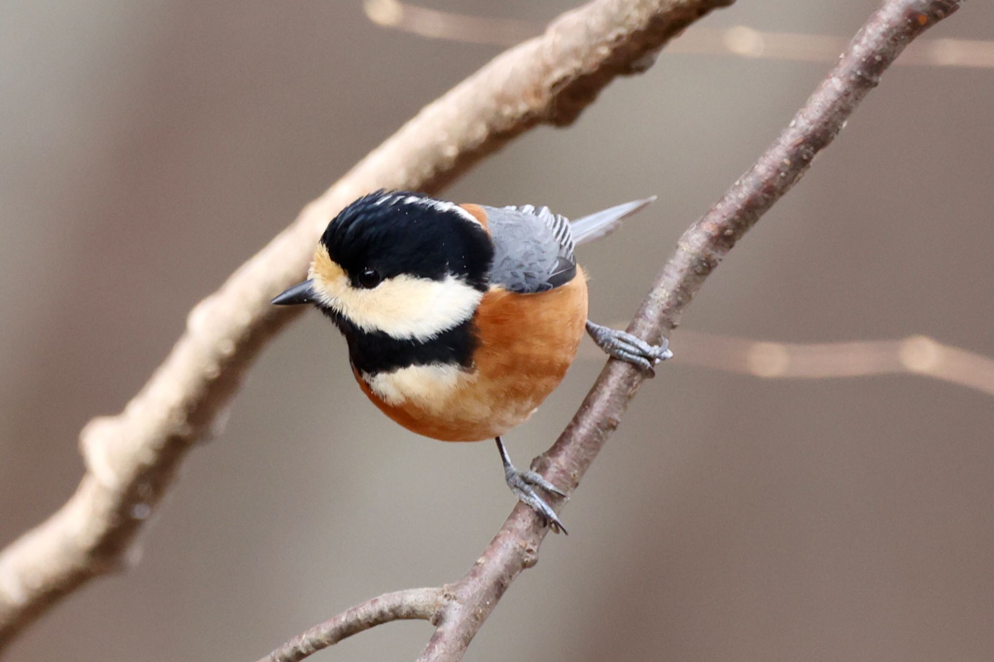 Photo of Varied Tit at  by なおんなおん