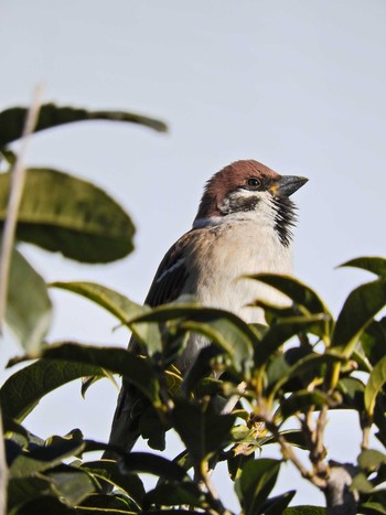 Eurasian Tree Sparrow 埼玉県所沢市 Tue, 1/19/2021