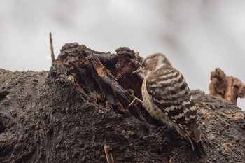 Japanese Pygmy Woodpecker Mitsuike Park Sun, 1/26/2020