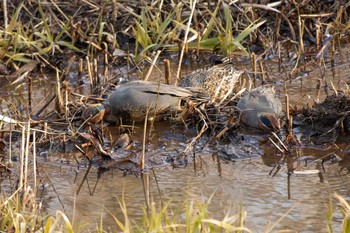 2021年1月16日(土) 舞岡公園の野鳥観察記録