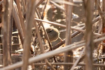 ウグイス 舞岡公園 2021年1月16日(土)