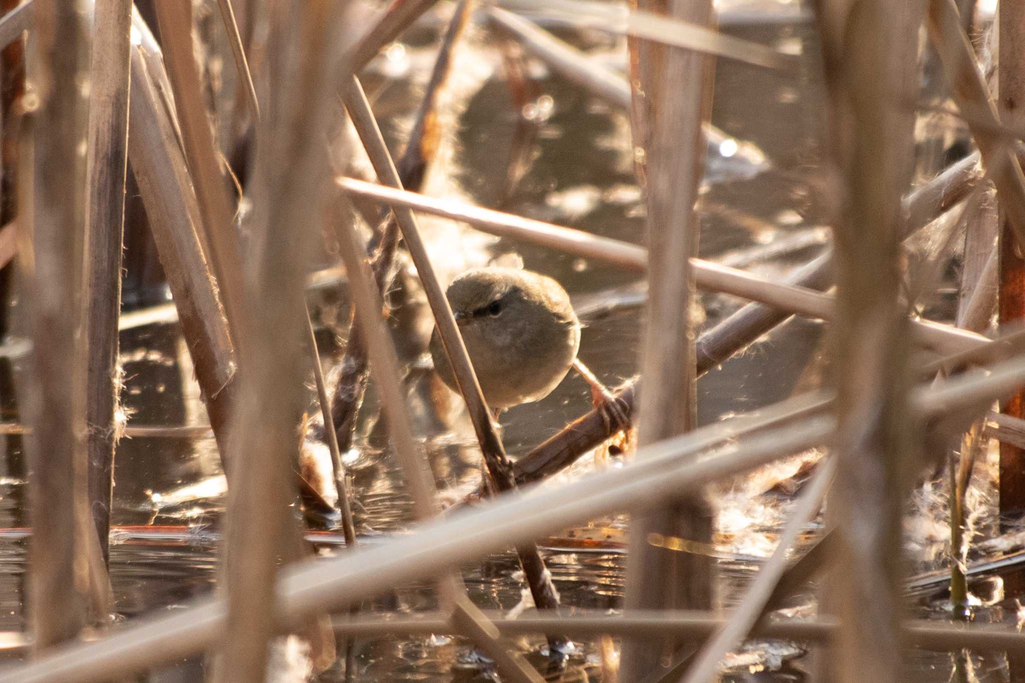 Japanese Bush Warbler