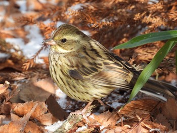 アオジ 青葉山公園 2021年1月19日(火)