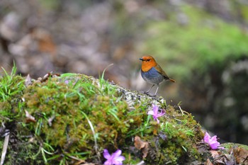 Japanese Robin Unknown Spots Mon, 4/25/2016