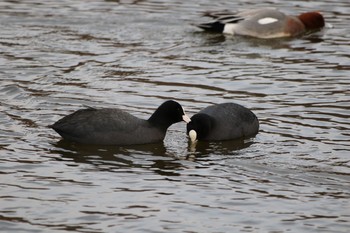 Sun, 1/17/2021 Birding report at Oizumi Ryokuchi Park