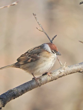 Eurasian Tree Sparrow 狭山湖 Tue, 1/19/2021