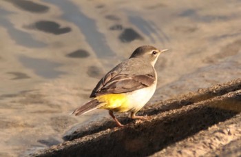 Mon, 1/18/2021 Birding report at 稲美町