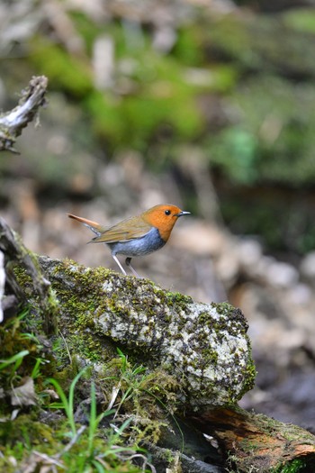 Japanese Robin Unknown Spots Sun, 4/24/2016