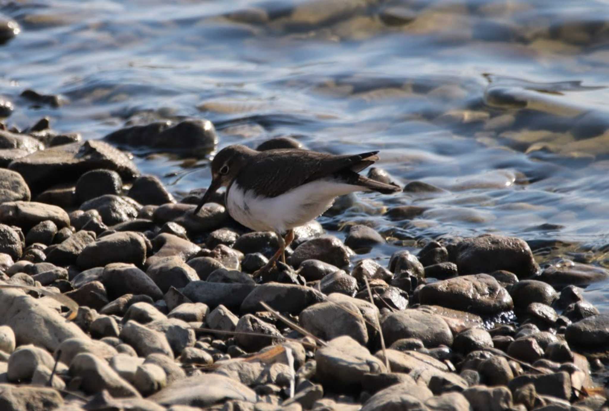 Photo of Common Sandpiper at 稲美町 by FujiKen