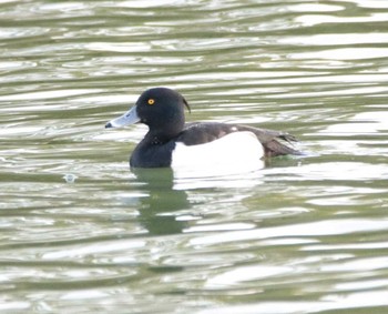 2021年1月18日(月) 平荘湖の野鳥観察記録