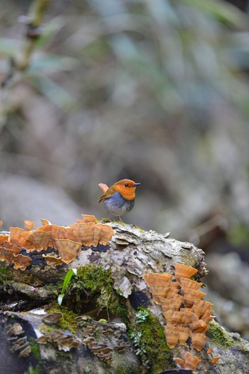 Japanese Robin Unknown Spots Fri, 4/29/2016