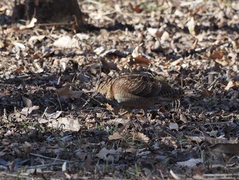 2021年1月19日(火) 横浜市の野鳥観察記録