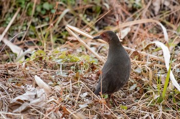 ヒクイナ 舞岡公園 2021年1月16日(土)