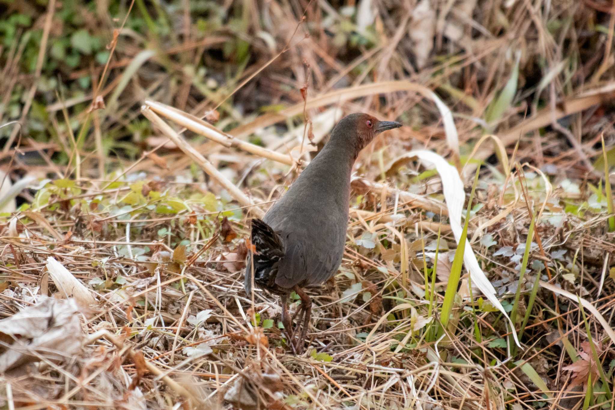 Ruddy-breasted Crake