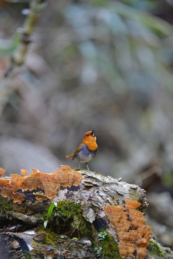 Japanese Robin Unknown Spots Fri, 4/29/2016