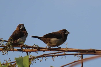 Tue, 1/19/2021 Birding report at Khao Mai Keao Reservation Park