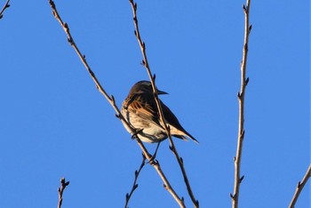 Dusky Thrush 東京都北区 Wed, 1/13/2021