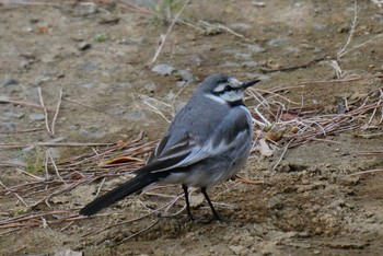 White Wagtail 東京都北区 Mon, 1/18/2021