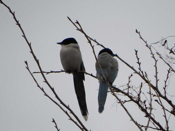 2021年1月17日(日) 多摩川の野鳥観察記録