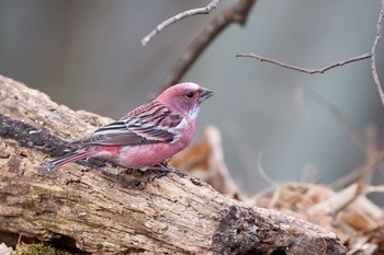 Pallas's Rosefinch Unknown Spots Mon, 1/18/2021