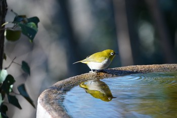 メジロ 権現山(弘法山公園) 2021年1月19日(火)