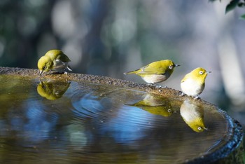 メジロ 権現山(弘法山公園) 2021年1月19日(火)